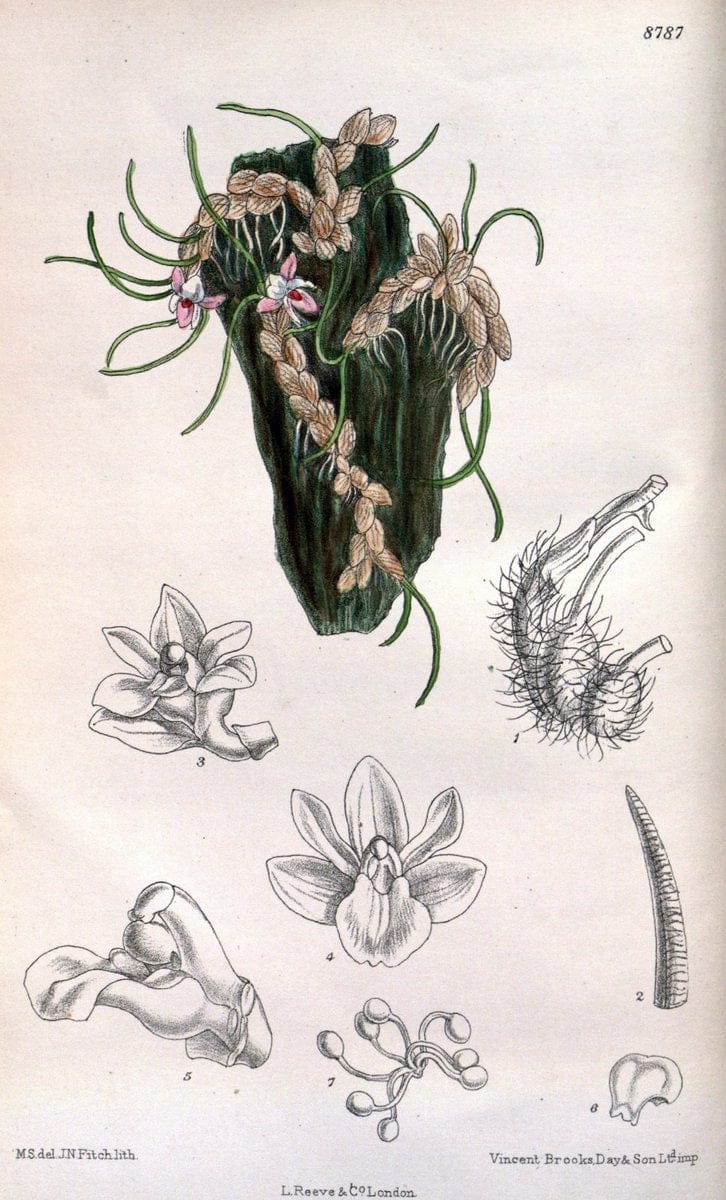 Curtis's botanical magazine. London ; New York [etc.] :Academic Press [etc.]. | "Botanical illustration" Botany Periodicals "Pictorial works" "Plants, Ornamental"  | Vintage Print Reproduction 456289