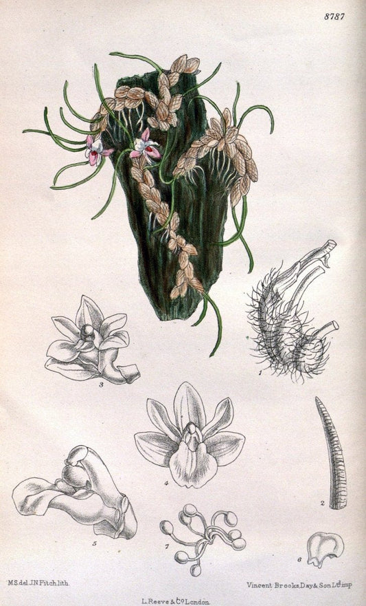 Curtis's botanical magazine. London ; New York [etc.] :Academic Press [etc.]. | "Botanical illustration" Botany Periodicals "Pictorial works" "Plants, Ornamental"  | Vintage Print Reproduction 456289