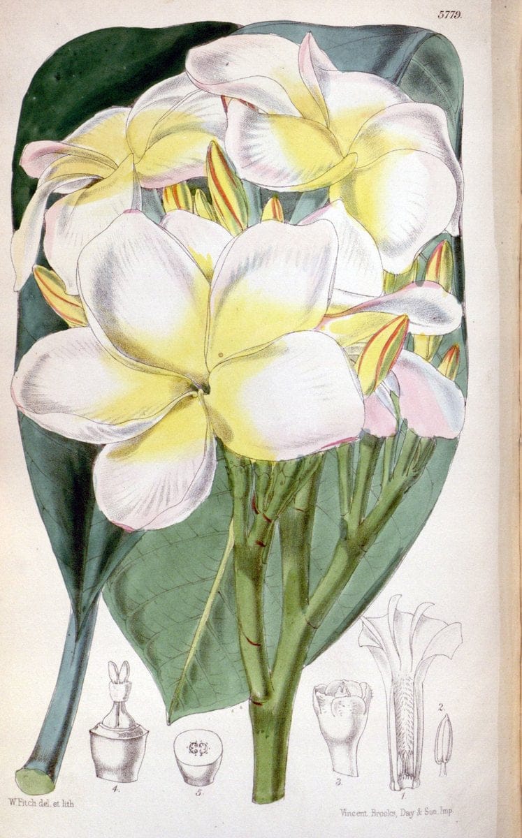 Curtis's botanical magazine. London ; New York [etc.] :Academic Press [etc.]. | "Botanical illustration" Botany Periodicals "Pictorial works" "Plants, Ornamental"  | Vintage Print Reproduction 456290