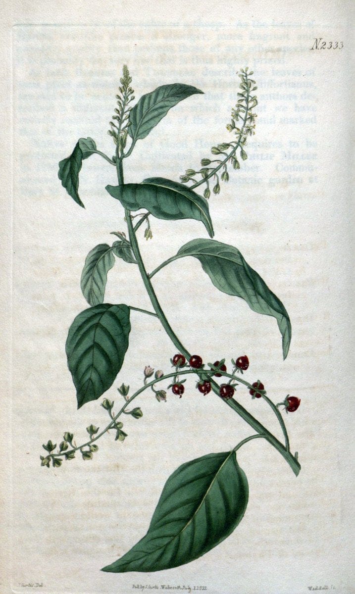 Curtis's botanical magazine. London ; New York [etc.] :Academic Press [etc.]. | "Botanical illustration" Botany Periodicals "Pictorial works" "Plants, Ornamental"  | Vintage Print Reproduction 456291