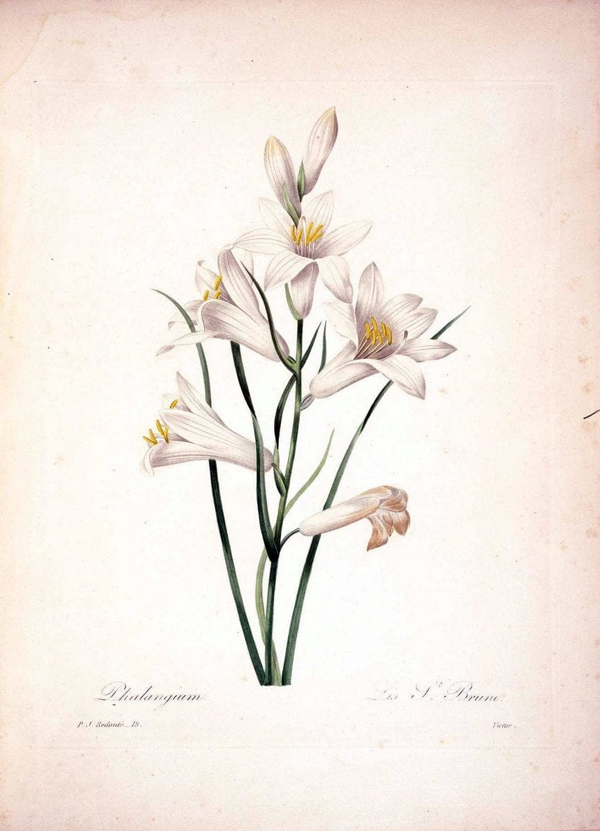 Choix des plus belles fleurs :.Paris :Ernest Panckoucke,[1833].  | 1833 Botany France Icones "Pictorial works"  | Vintage Print Reproduction 456292