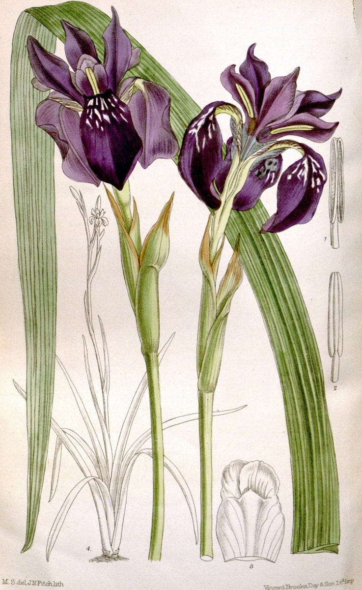 Curtis's botanical magazine. London ; New York [etc.] :Academic Press [etc.]. | "Botanical illustration" Botany Periodicals "Pictorial works" "Plants, Ornamental"  | Vintage Print Reproduction 456293