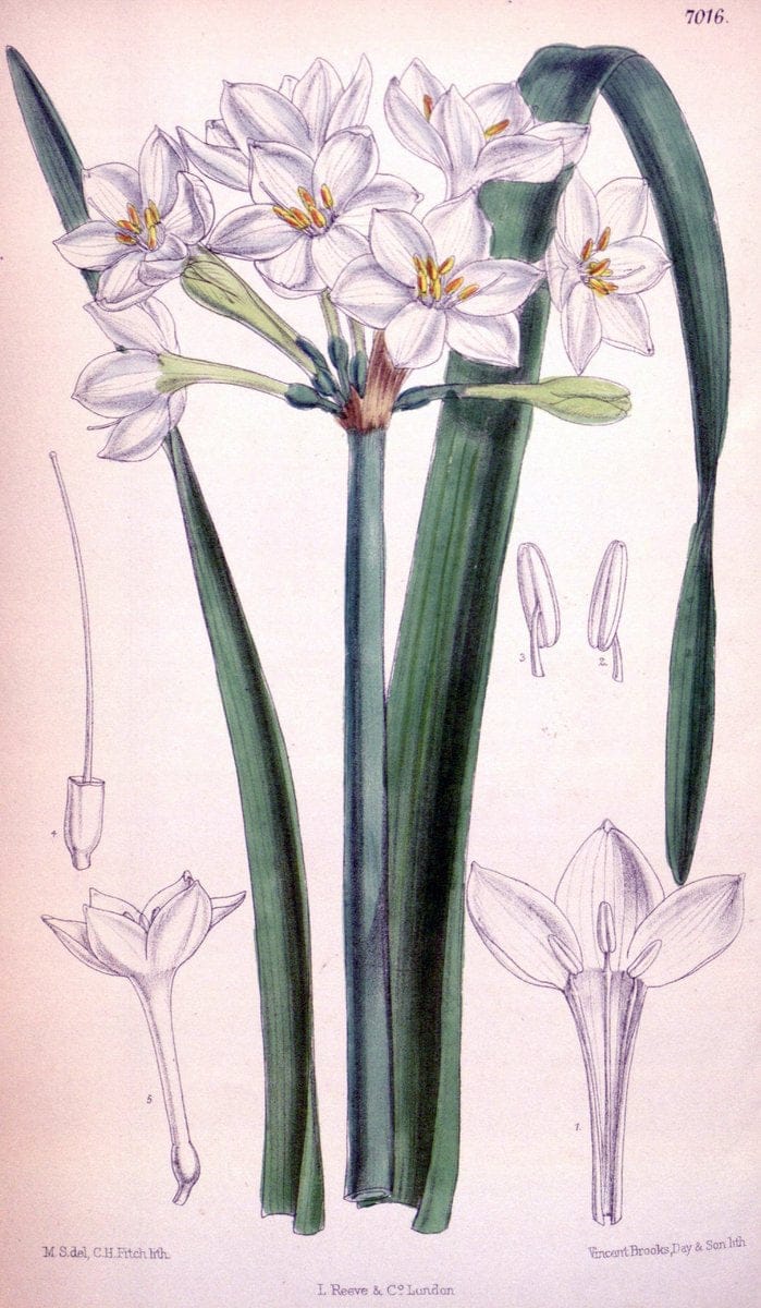 Curtis's botanical magazine. London ; New York [etc.] :Academic Press [etc.]. | "Botanical illustration" Botany Periodicals "Pictorial works" "Plants, Ornamental"  | Vintage Print Reproduction 456294