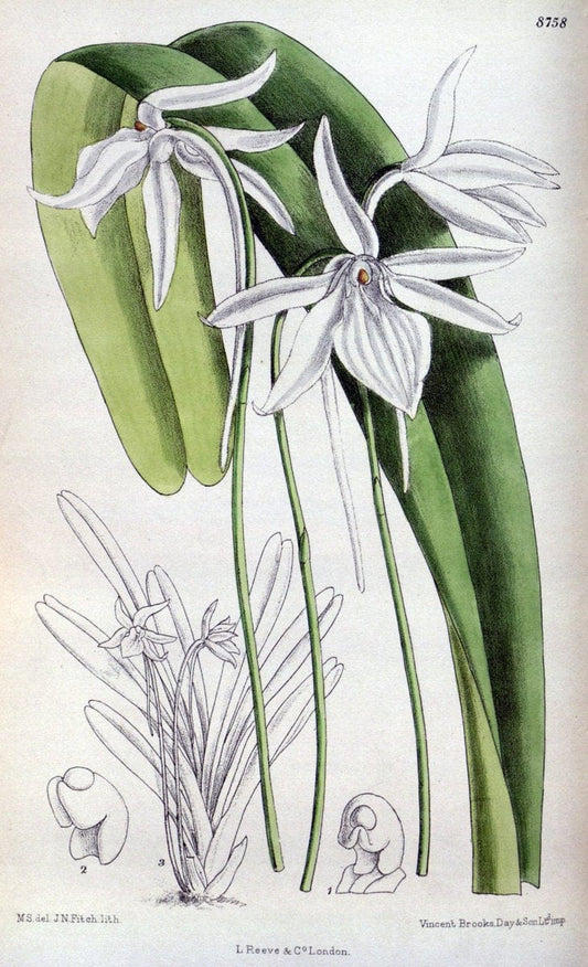 Curtis's botanical magazine. London ; New York [etc.] :Academic Press [etc.]. | "Botanical illustration" Botany Periodicals "Pictorial works" "Plants, Ornamental"  | Vintage Print Reproduction 456295