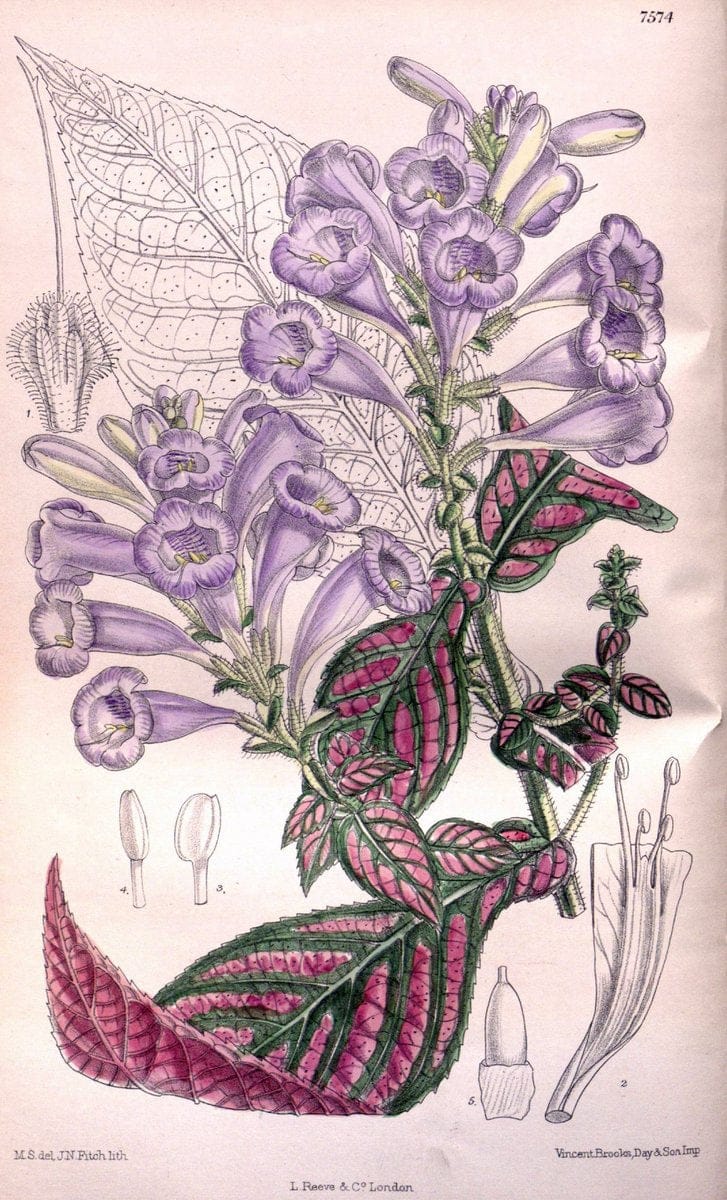 Curtis's botanical magazine. London ; New York [etc.] :Academic Press [etc.]. | "Botanical illustration" Botany Periodicals "Pictorial works" "Plants, Ornamental"  | Vintage Print Reproduction 456296