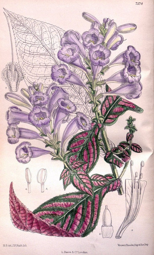 Curtis's botanical magazine. London ; New York [etc.] :Academic Press [etc.]. | "Botanical illustration" Botany Periodicals "Pictorial works" "Plants, Ornamental"  | Vintage Print Reproduction 456296