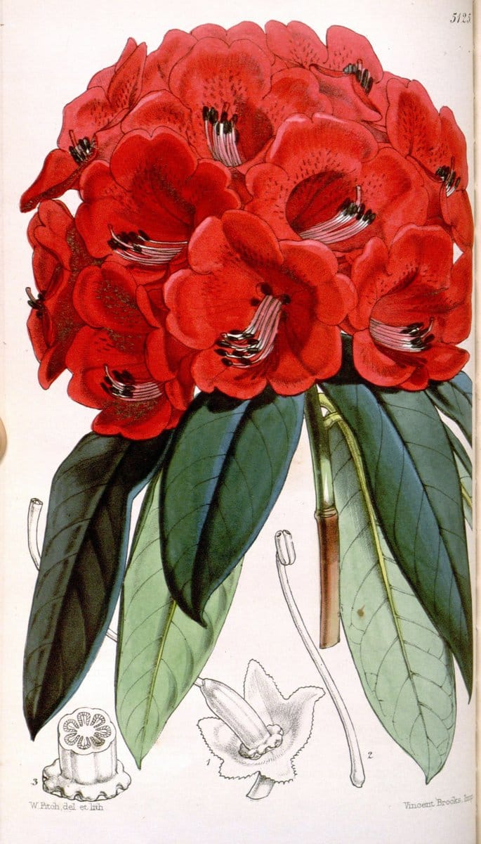 Curtis's botanical magazine. London ; New York [etc.] :Academic Press [etc.]. | "Botanical illustration" Botany Periodicals "Pictorial works" "Plants, Ornamental"  | Vintage Print Reproduction 456297