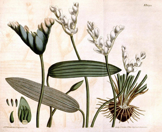 Curtis's botanical magazine. London ; New York [etc.] :Academic Press [etc.]. | "Botanical illustration" Botany Periodicals "Pictorial works" "Plants, Ornamental"  | Vintage Print Reproduction 456298