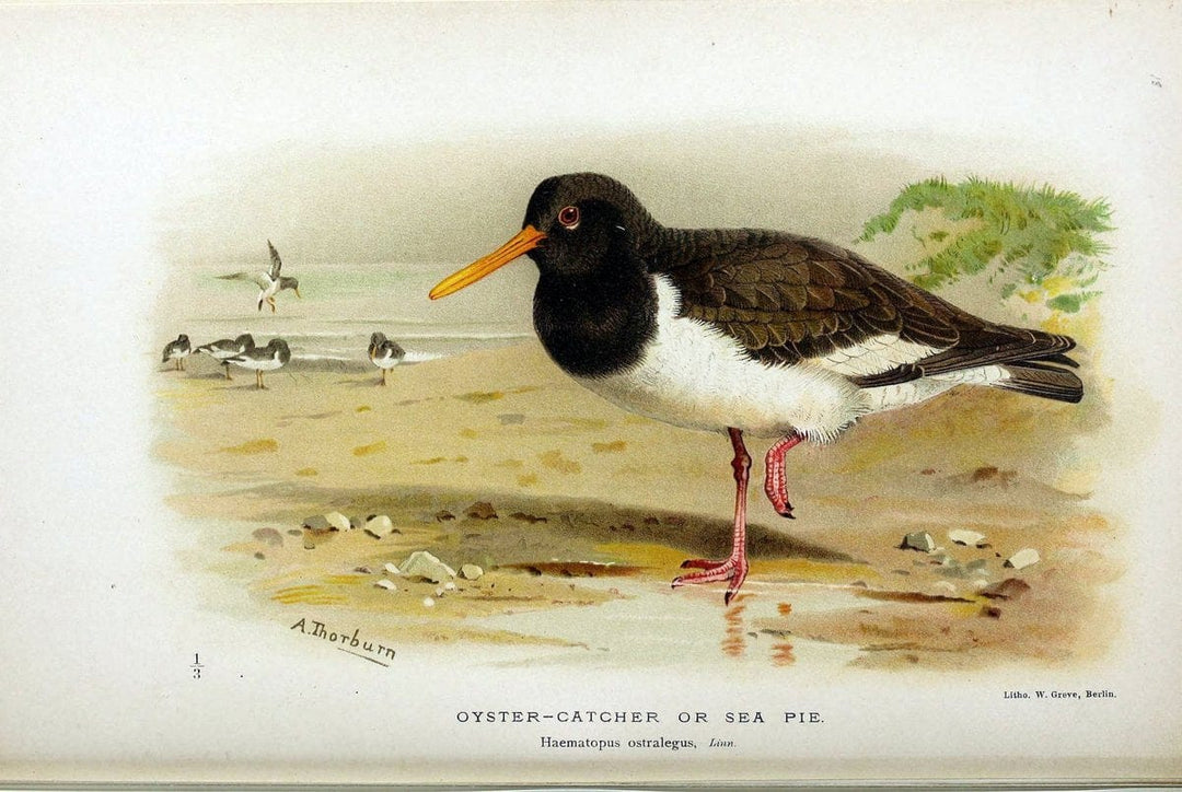 Coloured figures of the birds of the British Islands / issued by Lord Lilford. London :R | Birds "Great Britain" "Pictorial works"  | Vintage Print Reproduction 456299