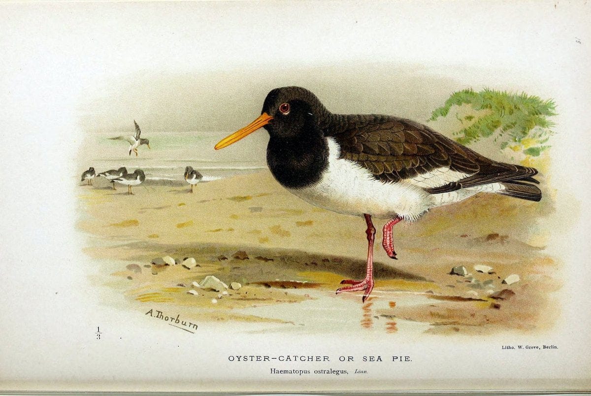 Coloured figures of the birds of the British Islands / issued by Lord Lilford. London :R | Birds "Great Britain" "Pictorial works"  | Vintage Print Reproduction 456299