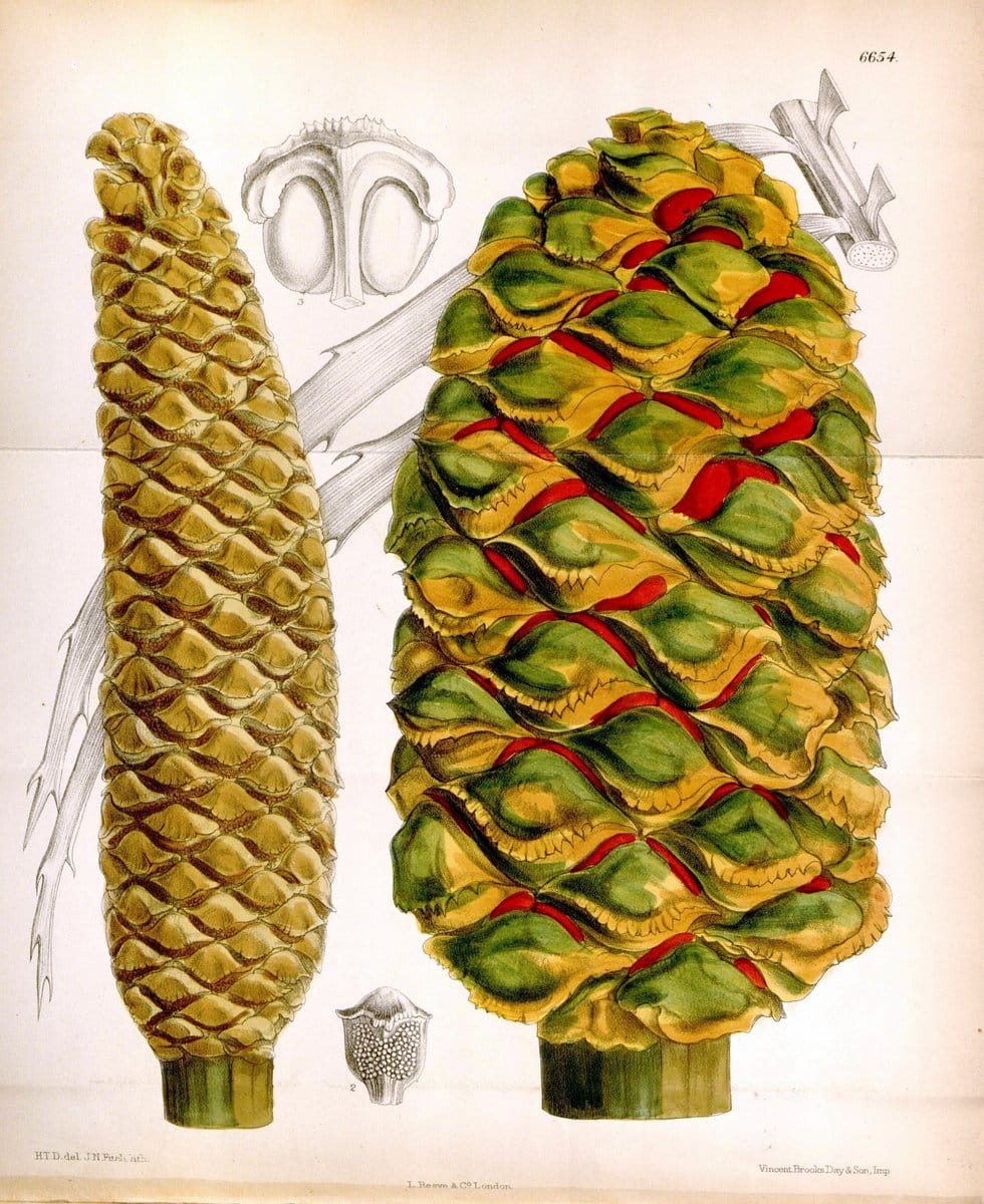 Curtis's botanical magazine. London ; New York [etc.] :Academic Press [etc.]. | "Botanical illustration" Botany Periodicals "Pictorial works" "Plants, Ornamental"  | Vintage Print Reproduction 456300