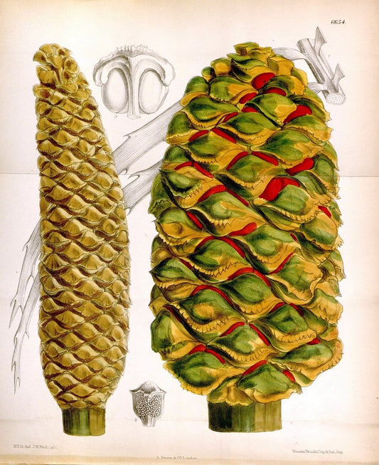 Curtis's botanical magazine. London ; New York [etc.] :Academic Press [etc.]. | "Botanical illustration" Botany Periodicals "Pictorial works" "Plants, Ornamental"  | Vintage Print Reproduction 456300
