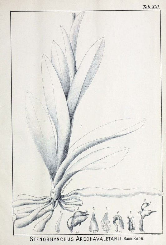 Contributions du Jardin botanique de Rio de Janeiro /.Rio de Janeiro :L'Etoile du Sud,1901-1907.  | Botany Brazil | Vintage Print Reproduction 456301