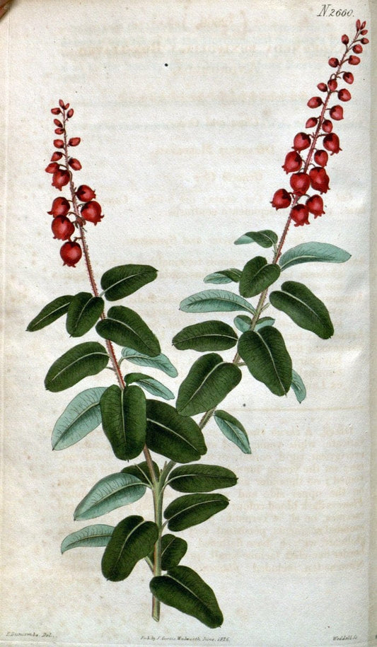 Curtis's botanical magazine. London ; New York [etc.] :Academic Press [etc.]. | "Botanical illustration" Botany Periodicals "Pictorial works" "Plants, Ornamental"  | Vintage Print Reproduction 456303