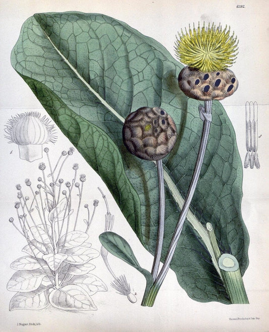 Curtis's botanical magazine. London ; New York [etc.] :Academic Press [etc.]. | "Botanical illustration" Botany Periodicals "Pictorial works" "Plants, Ornamental"  | Vintage Print Reproduction 456304