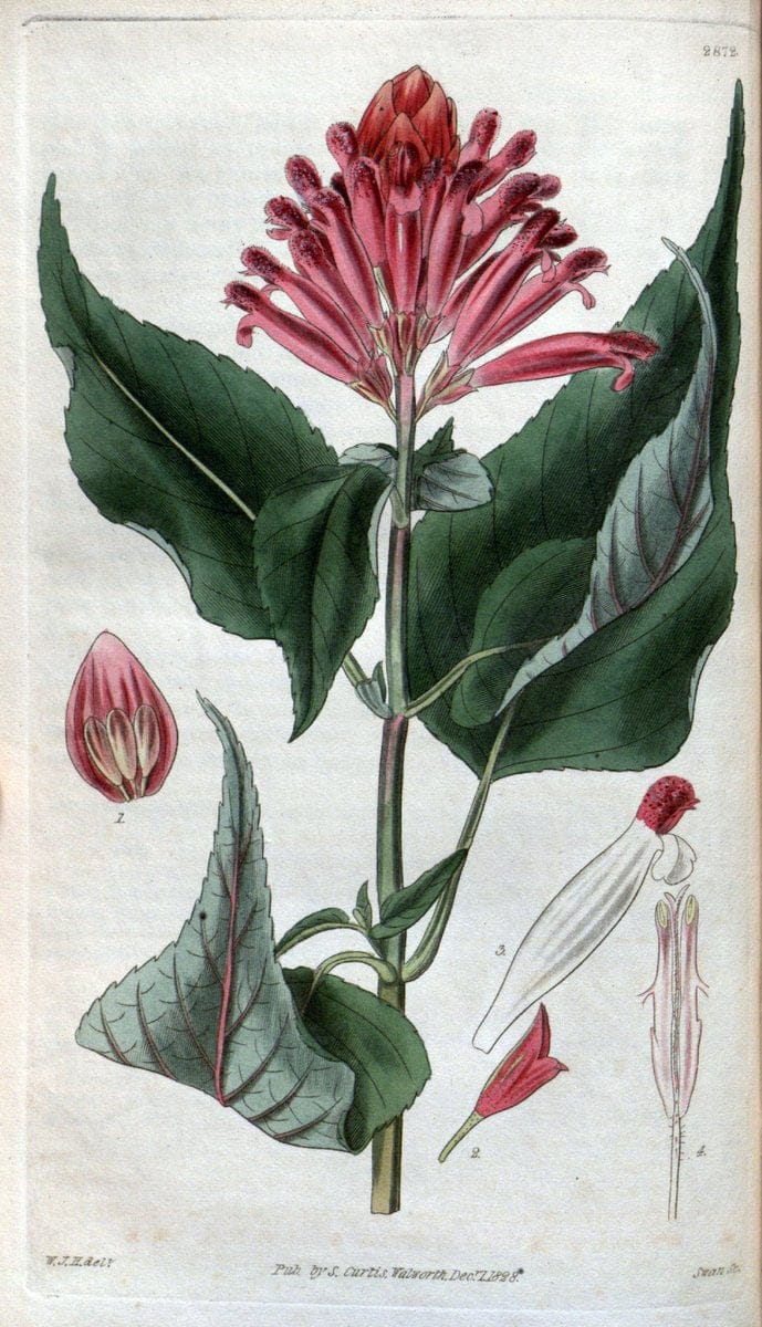 Curtis's botanical magazine. London ; New York [etc.] :Academic Press [etc.]. | "Botanical illustration" Botany Periodicals "Pictorial works" "Plants, Ornamental"  | Vintage Print Reproduction 456305