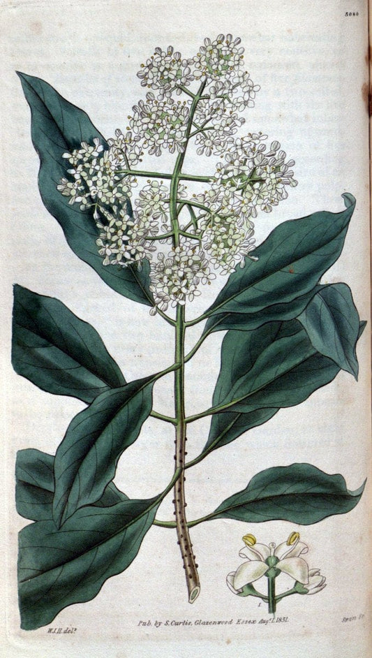 Curtis's botanical magazine..London ;New York [etc.] :Academic Press [etc.]. |  | Vintage Print Reproduction 456306