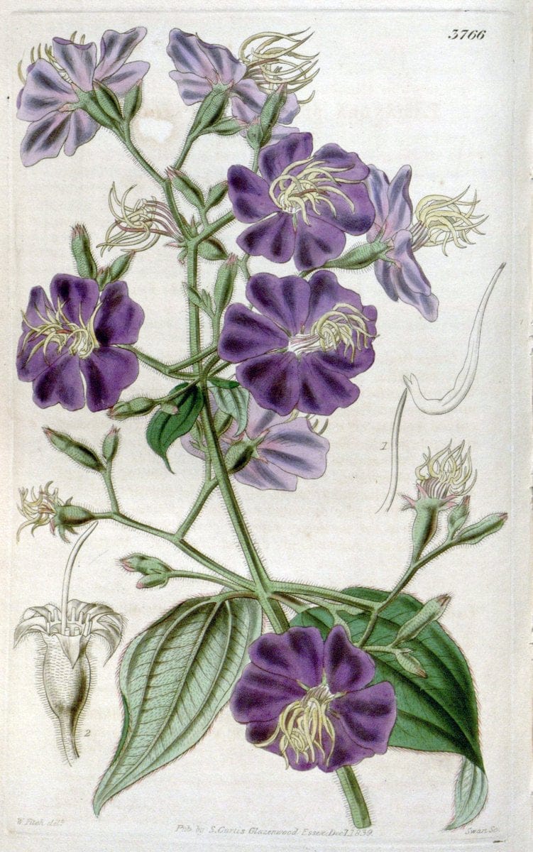 Curtis's botanical magazine..London ;New York [etc.] :Academic Press [etc.]. |  | Vintage Print Reproduction 456307