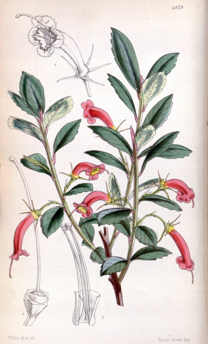 Curtis's botanical magazine. London ;New York [etc.] :Academic Press [etc.]. | Botany Periodicals "Pictorial works"  | Vintage Print Reproduction 456308