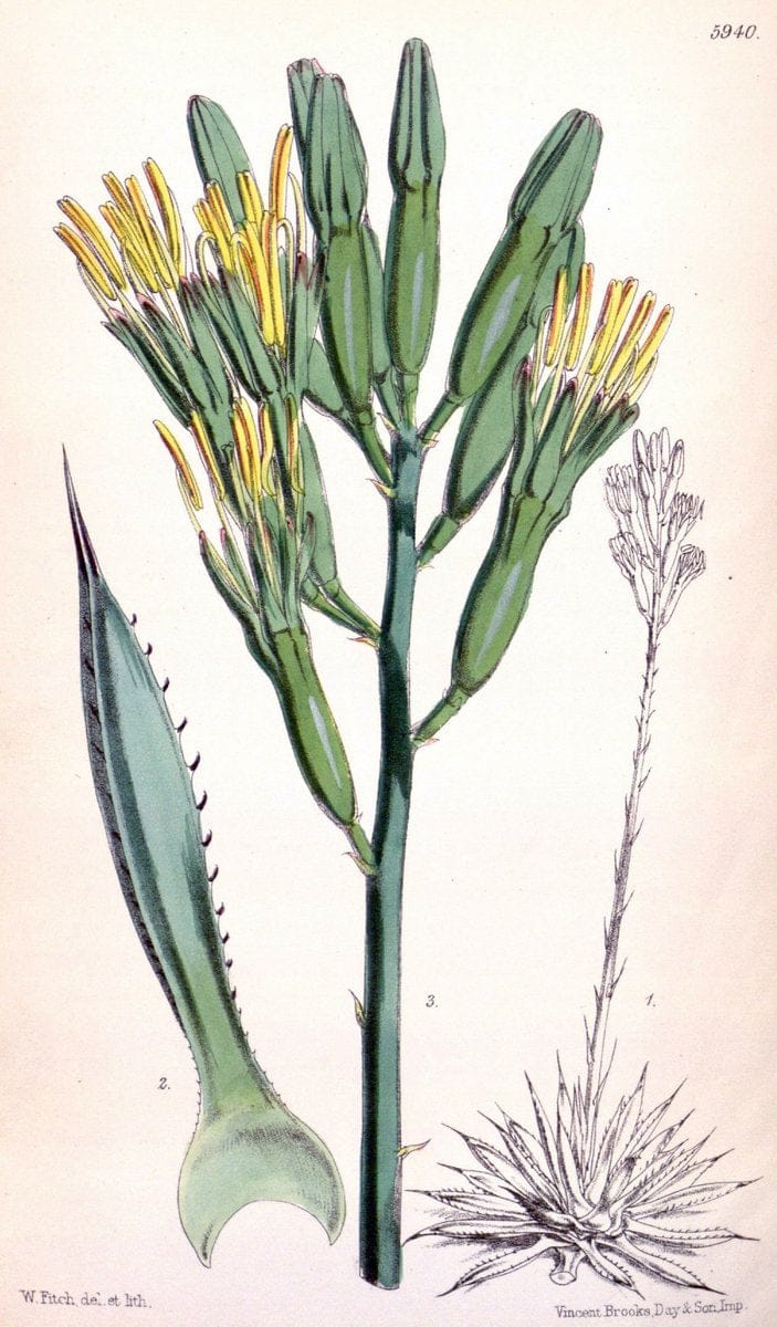 Curtis's botanical magazine. London ;New York [etc.] :Academic Press [etc.]. | Botany Periodicals "Pictorial works"  | Vintage Print Reproduction 456309