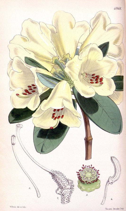 Curtis's botanical magazine. London ; New York [etc.] :Academic Press [etc.]. | "Botanical illustration" Botany Periodicals "Pictorial works" "Plants, Ornamental"  | Vintage Print Reproduction 456310