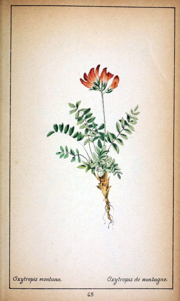 Choix de plantes de l'Europe centrale et particuliÃ¨rement de la Suisse et de la SavoieGe | Europe Central "Pictorial works" Plants "Savoy (France and Italy)" Switzerland  | Vintage Reproduction 456311