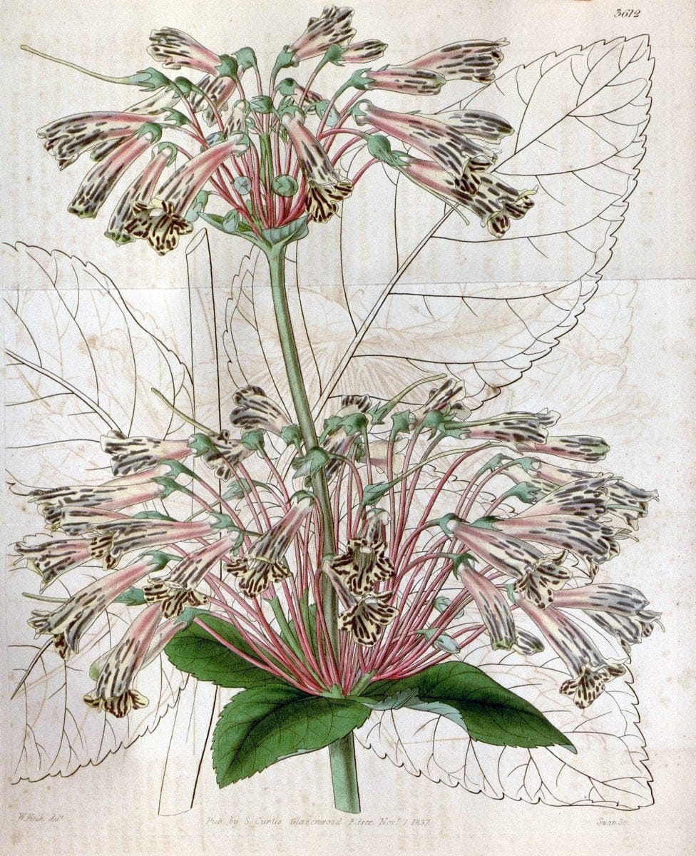 Curtis's botanical magazine. London ; New York [etc.] :Academic Press [etc.]. | "Botanical illustration" Botany Periodicals "Pictorial works" "Plants, Ornamental"  | Vintage Print Reproduction 456312