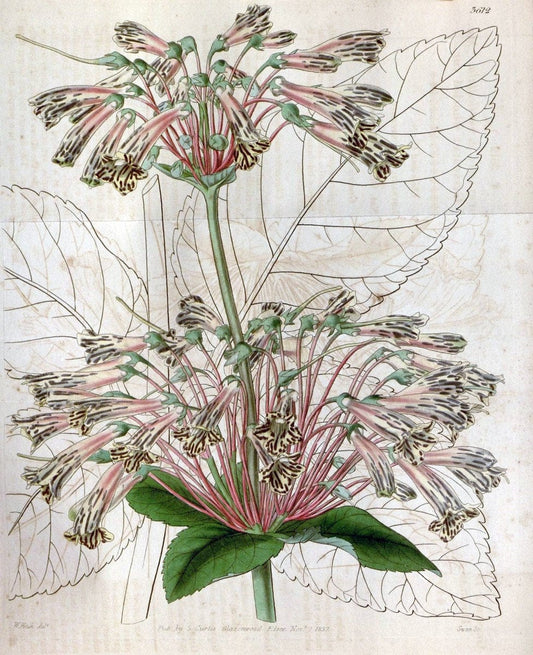 Curtis's botanical magazine. London ; New York [etc.] :Academic Press [etc.]. | "Botanical illustration" Botany Periodicals "Pictorial works" "Plants, Ornamental"  | Vintage Print Reproduction 456312