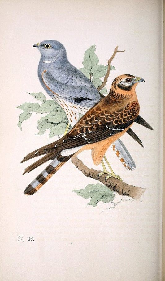 Coloured illustrations of British birds, and their eggs /.London :G.W. Nickisson,1842-1850.. |  | Vintage Print Reproduction 456313