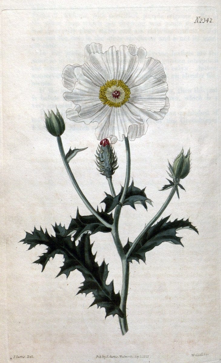 Curtis's botanical magazine. London ; New York [etc.] :Academic Press [etc.]. | "Botanical illustration" Botany Periodicals "Pictorial works" "Plants, Ornamental"  | Vintage Print Reproduction 456314