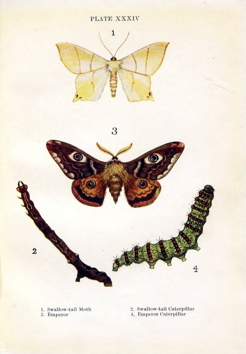 Butterflies and moths,.London & Edinburgh,T.C. & E.C. Jack[1910]. | Butterflies Moths "Cornell University Library" | Vintage Print Reproduction 456315