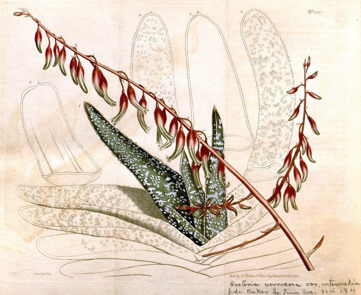 Curtis's botanical magazine. London ; New York [etc.] :Academic Press [etc.]. | "Botanical illustration" Botany Periodicals "Pictorial works" "Plants, Ornamental"  | Vintage Print Reproduction 456316