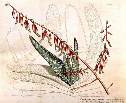 Curtis's botanical magazine. London ; New York [etc.] :Academic Press [etc.]. | "Botanical illustration" Botany Periodicals "Pictorial works" "Plants, Ornamental"  | Vintage Print Reproduction 456316