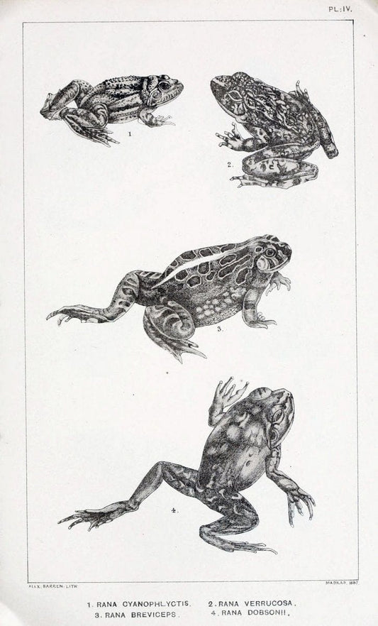 Catalogue of the Batrachia Salientia and Apoda (frogs, toads, and cÃ…â€œcilians) of souther | Amphibians India  | Vintage Print Reproduction 456317