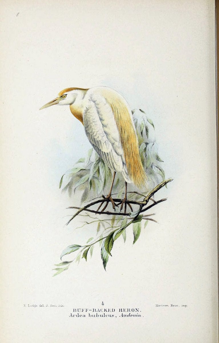 Coloured figures of the birds of the British Islands / issued by Lord Lilford. London :R | Birds "Great Britain" "Pictorial works"  | Vintage Print Reproduction 456318