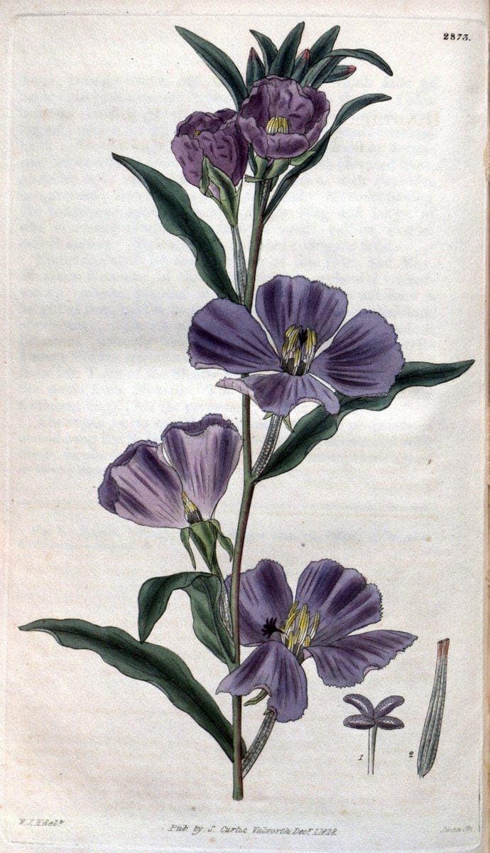 Curtis's botanical magazine. London ; New York [etc.] :Academic Press [etc.]. | "Botanical illustration" Botany Periodicals "Pictorial works" "Plants, Ornamental"  | Vintage Print Reproduction 456319