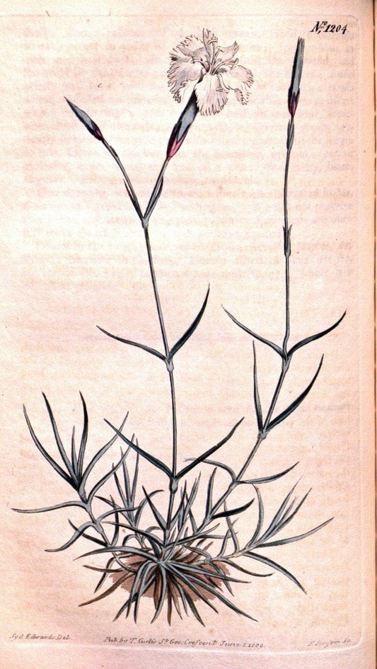 Curtis's botanical magazine. London ; New York [etc.] :Academic Press [etc.]. | "Botanical illustration" Botany Periodicals "Pictorial works" "Plants, Ornamental"  | Vintage Print Reproduction 456320