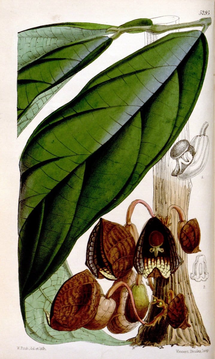 Curtis's botanical magazine. London ; New York [etc.] :Academic Press [etc.]. | "Botanical illustration" Botany Periodicals "Pictorial works" "Plants, Ornamental"  | Vintage Print Reproduction 456321