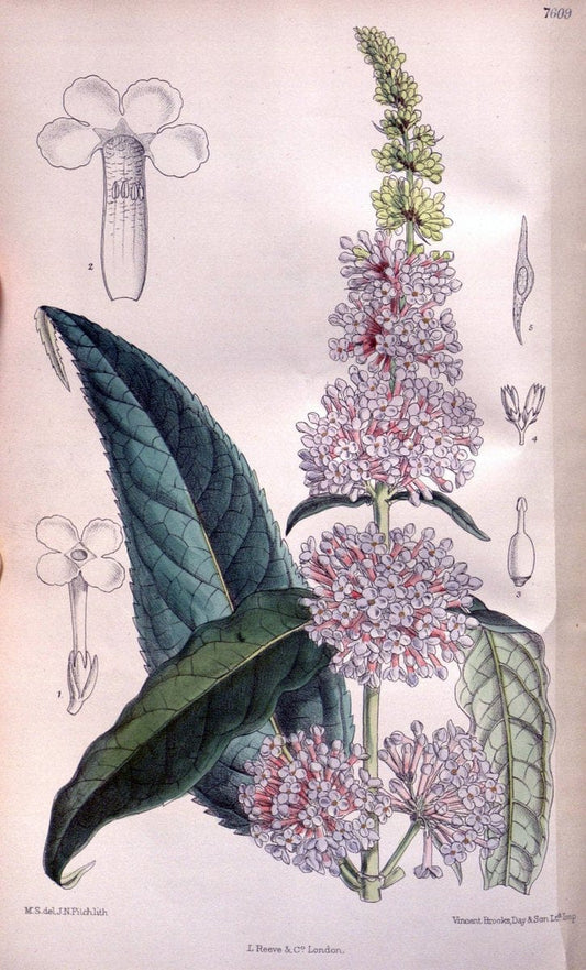 Curtis's botanical magazine. London ; New York [etc.] :Academic Press [etc.]. | "Botanical illustration" Botany Periodicals "Pictorial works" "Plants, Ornamental"  | Vintage Print Reproduction 456322