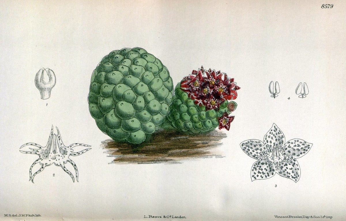 Curtis's botanical magazine. London ; New York [etc.] :Academic Press [etc.]. | "Botanical illustration" Botany Periodicals "Pictorial works" "Plants, Ornamental"  | Vintage Print Reproduction 456323