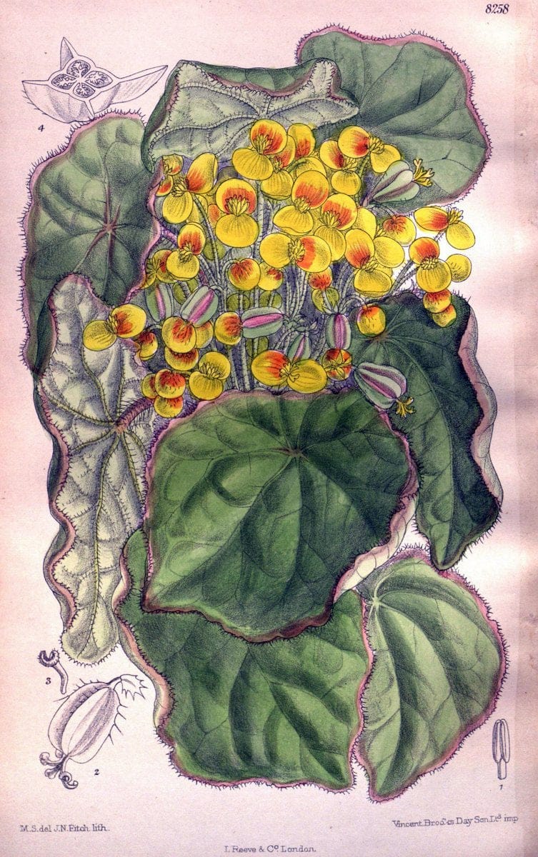 Curtis's botanical magazine. London ; New York [etc.] :Academic Press [etc.]. | "Botanical illustration" Botany Periodicals "Pictorial works" "Plants, Ornamental"  | Vintage Print Reproduction 456324