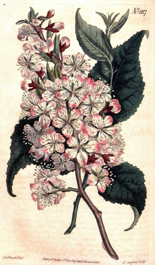 Curtis's botanical magazine. London ; New York [etc.] :Academic Press [etc.]. | "Botanical illustration" Botany Periodicals "Pictorial works" "Plants, Ornamental"  | Vintage Print Reproduction 456325
