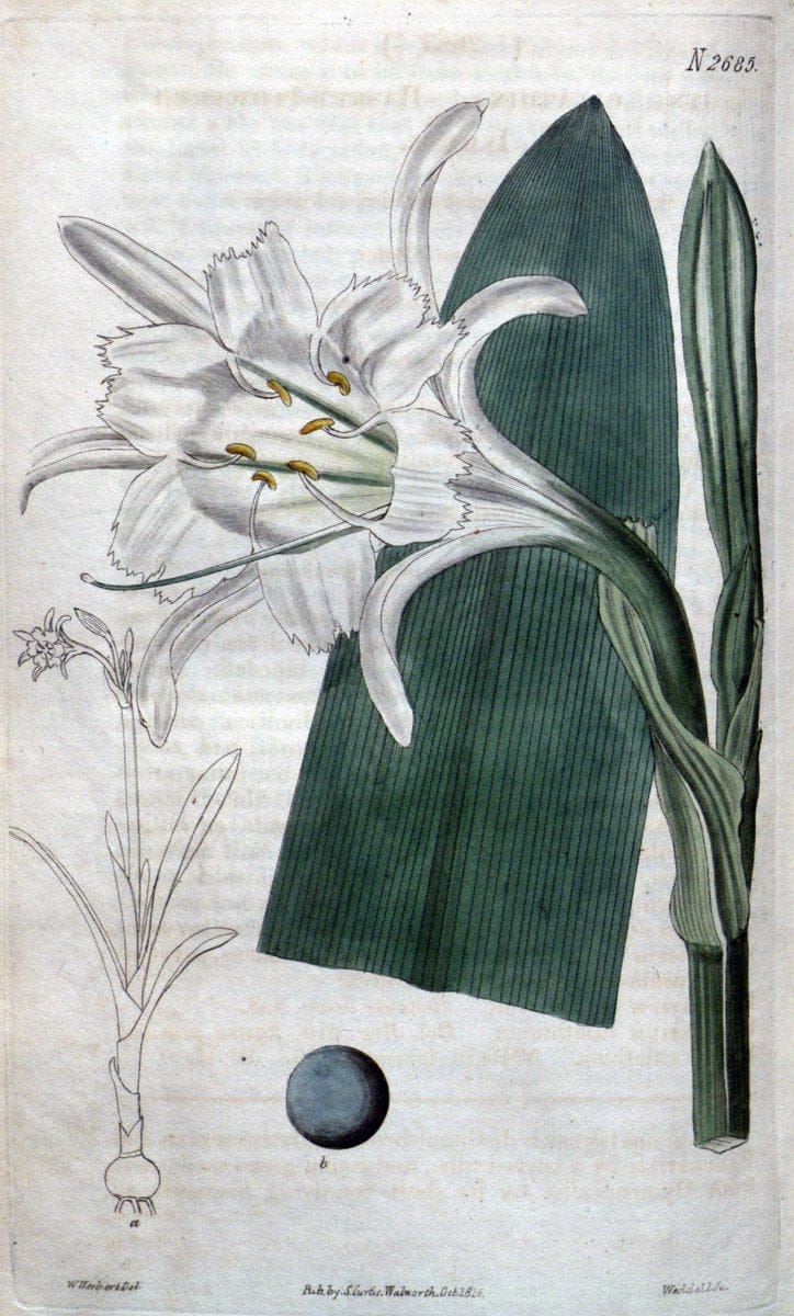 Curtis's botanical magazine. London ; New York [etc.] :Academic Press [etc.]. | "Botanical illustration" Botany Periodicals "Pictorial works" "Plants, Ornamental"  | Vintage Print Reproduction 456326