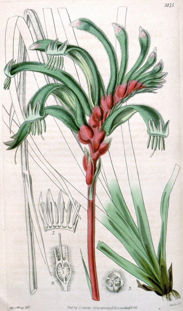 Curtis's botanical magazine. London ; New York [etc.] :Academic Press [etc.]. | "Botanical illustration" Botany Periodicals "Pictorial works" "Plants, Ornamental"  | Vintage Print Reproduction 456328