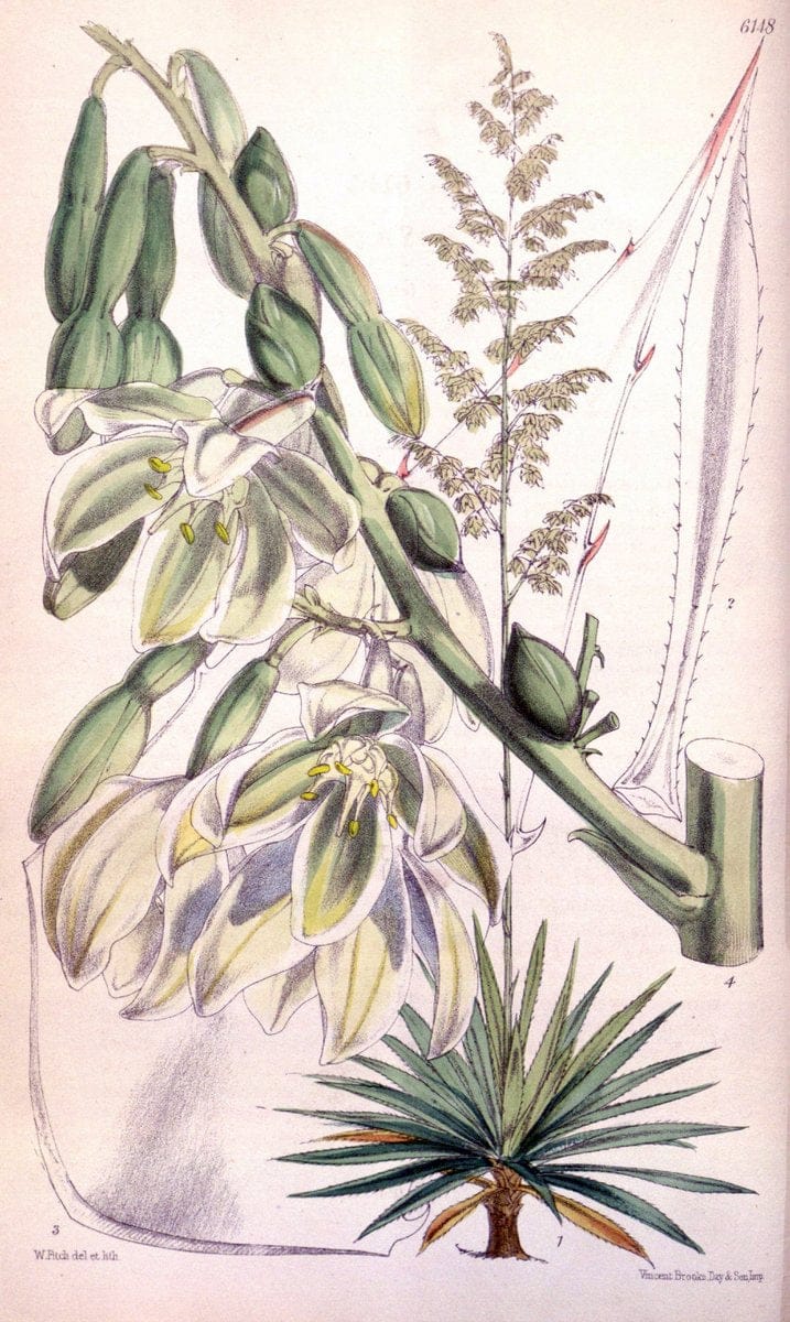 Curtis's botanical magazine. London ; New York [etc.] :Academic Press [etc.]. | "Botanical illustration" Botany Periodicals "Pictorial works" "Plants, Ornamental"  | Vintage Print Reproduction 456329