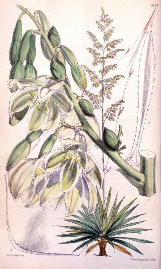 Curtis's botanical magazine. London ; New York [etc.] :Academic Press [etc.]. | "Botanical illustration" Botany Periodicals "Pictorial works" "Plants, Ornamental"  | Vintage Print Reproduction 456329