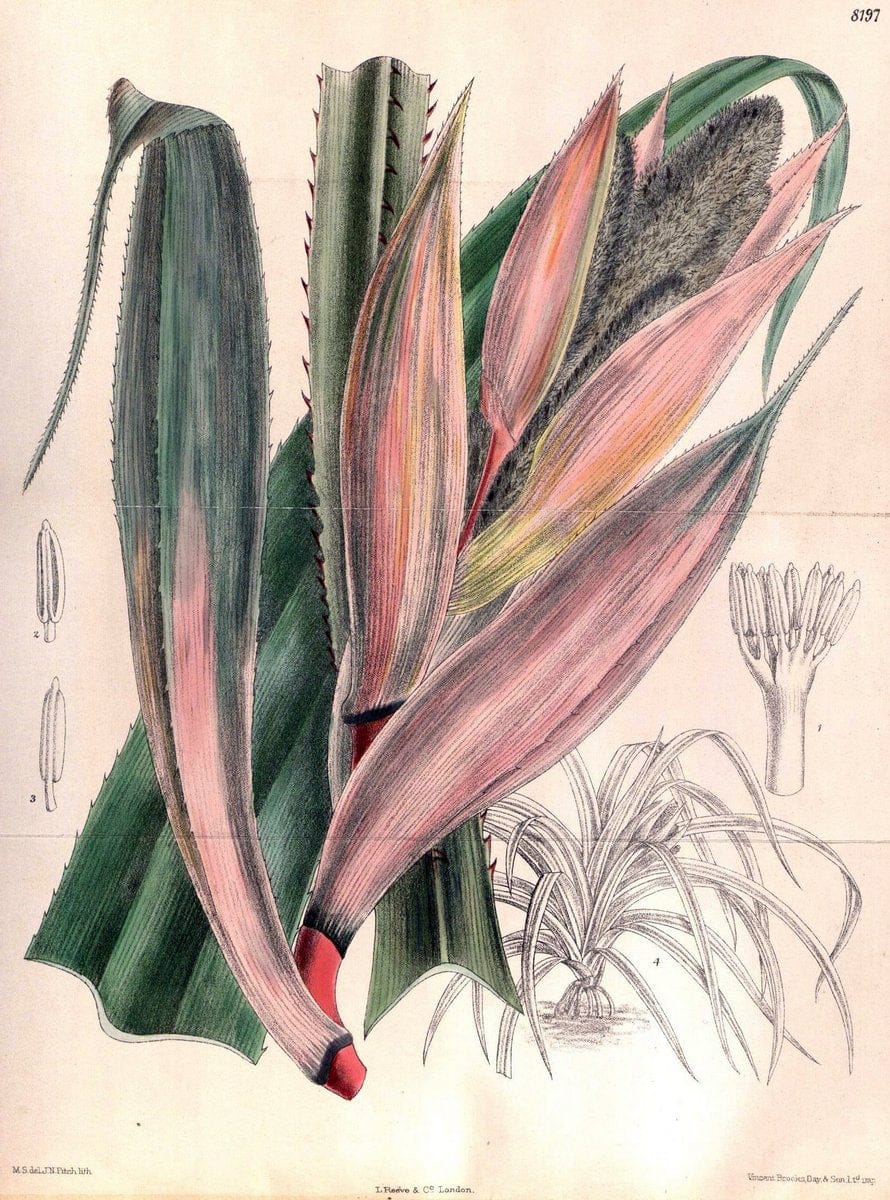 Curtis's botanical magazine. London ; New York [etc.] :Academic Press [etc.]. | "Botanical illustration" Botany Periodicals "Pictorial works" "Plants, Ornamental"  | Vintage Print Reproduction 456330