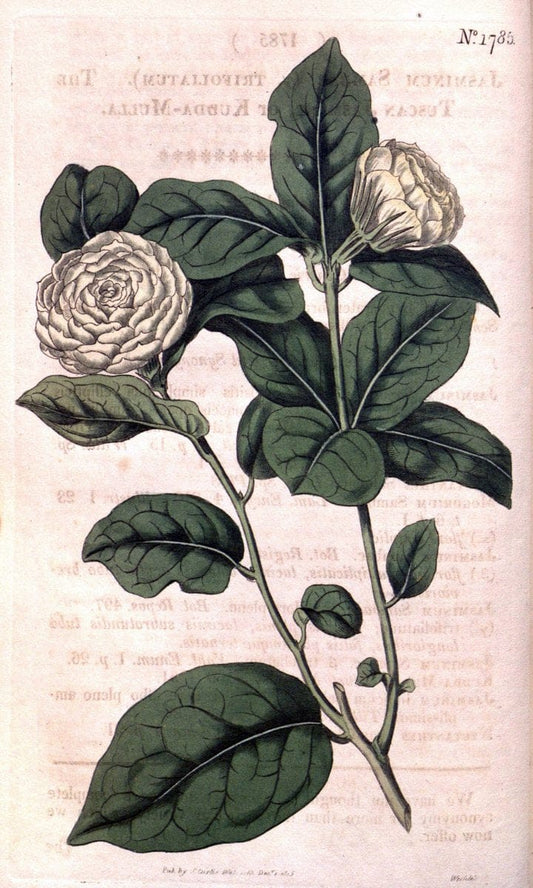 Curtis's botanical magazine. London ; New York [etc.] :Academic Press [etc.]. | "Botanical illustration" Botany Periodicals "Pictorial works" "Plants, Ornamental"  | Vintage Print Reproduction 456331