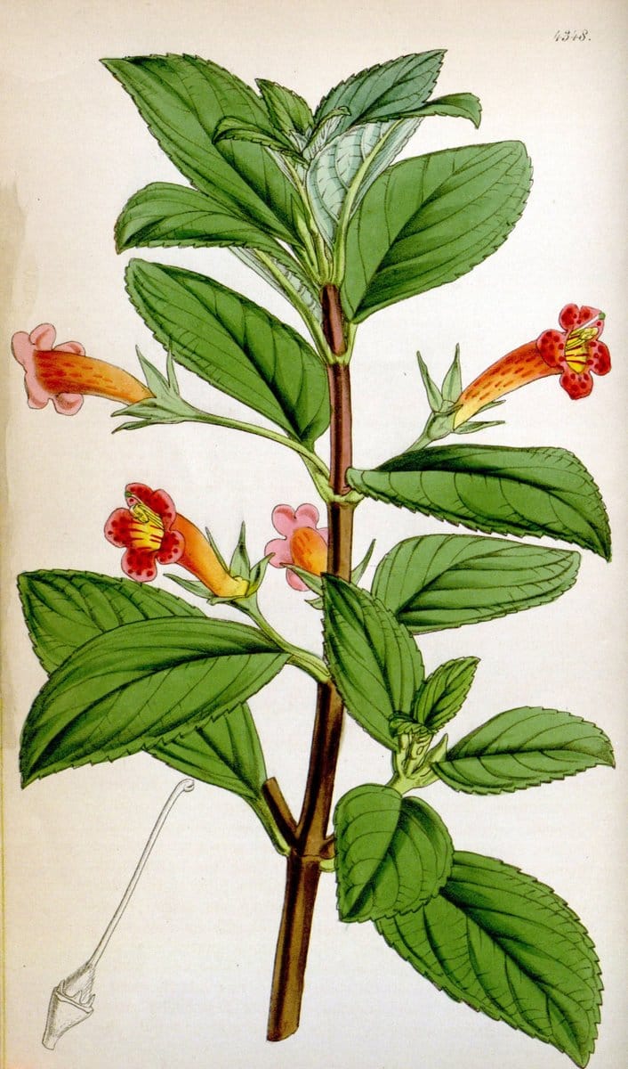 Curtis's botanical magazine. London ; New York [etc.] :Academic Press [etc.]. | "Botanical illustration" Botany Periodicals "Pictorial works" "Plants, Ornamental"  | Vintage Print Reproduction 456332