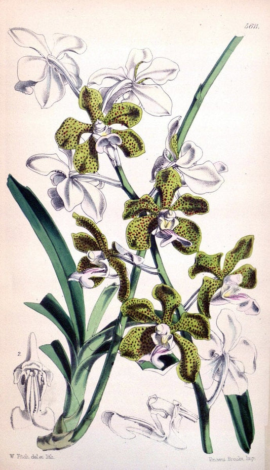 Curtis's botanical magazine. London ; New York [etc.] :Academic Press [etc.]. | "Botanical illustration" Botany Periodicals "Pictorial works" "Plants, Ornamental"  | Vintage Print Reproduction 456334
